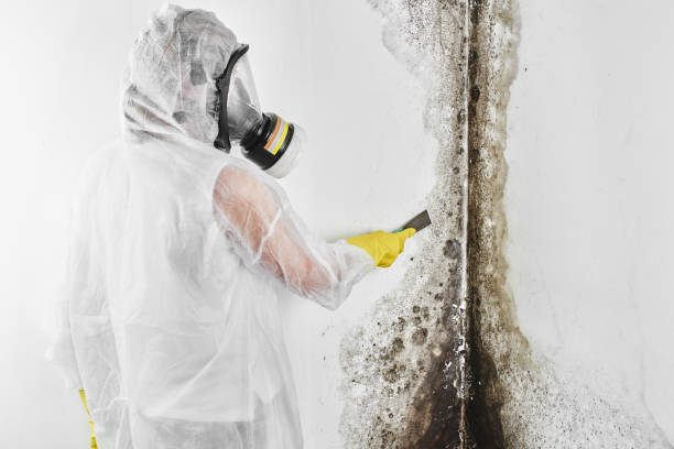 Best Toxic Mold Removal  in Onawa, IA