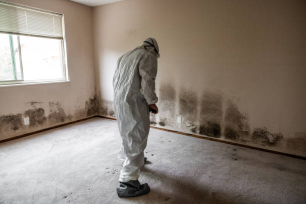 Attic Mold Removal in Onawa, IA