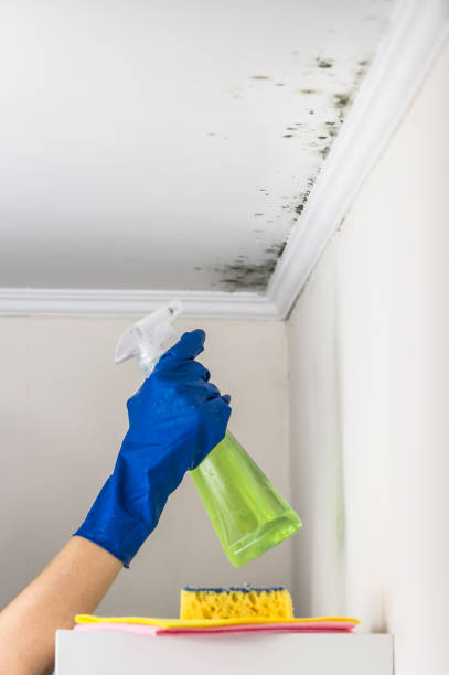 Best Black Mold Removal  in Onawa, IA