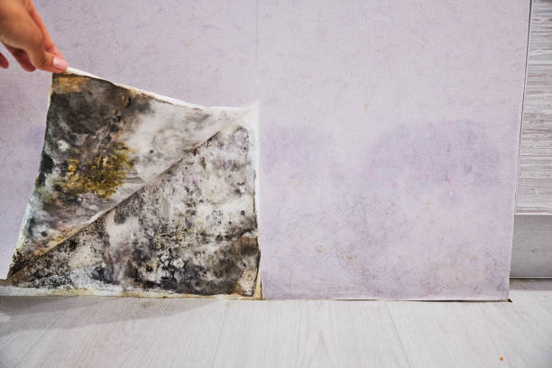 Best Mold Damage Repair  in Onawa, IA